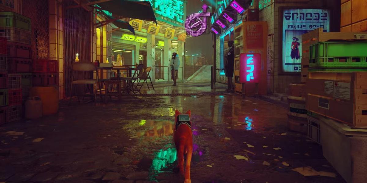Фото: Stray